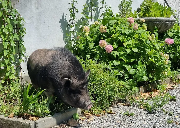 Couette-café Treffpunkt Heuwiese 3*